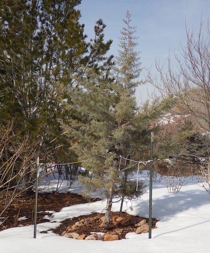 Cupressus arizonica 'Blue' HMS16.JPG