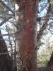 Cupressus arizonica 'Blue Pyramid' Bark 2 HMS16.JPG