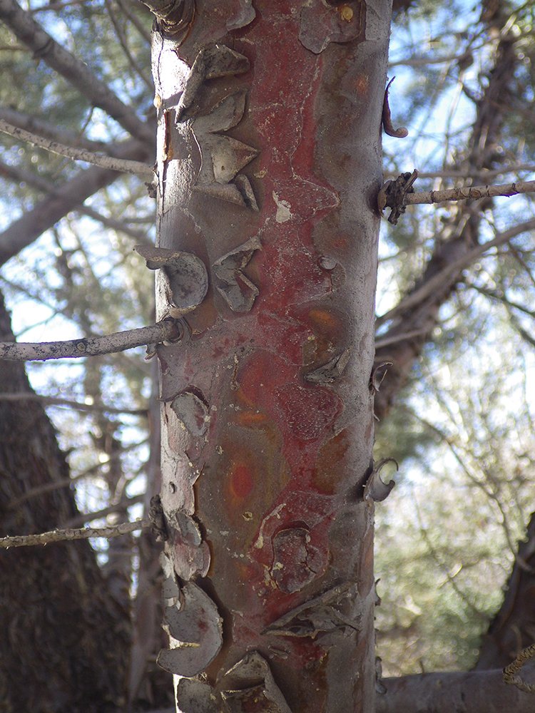 Cupressus arizonica 'Blue Pyramid' Bark 2 HMS16.JPG