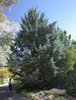 Cupressus arizonica 'Blue Pyramid' Habit JWB17.jpg