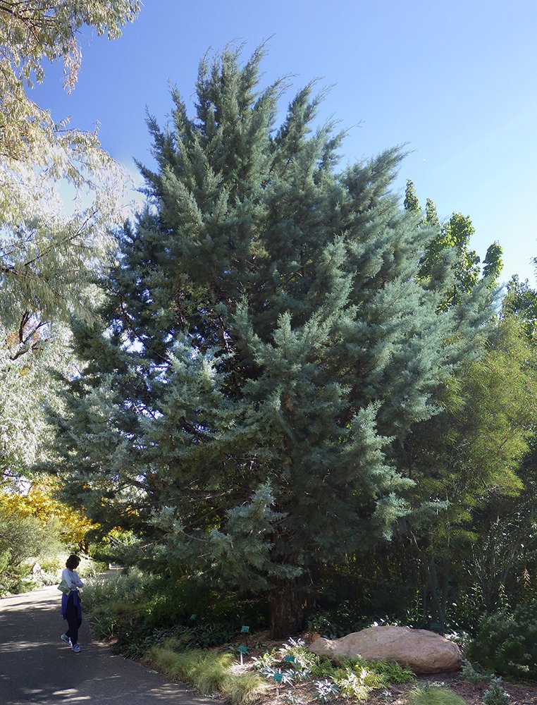 Cupressus arizonica 'Blue Pyramid' Habit JWB17.jpg