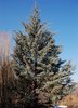 Cupressus arizonica 'Blue Pyramid' JWB.JPG