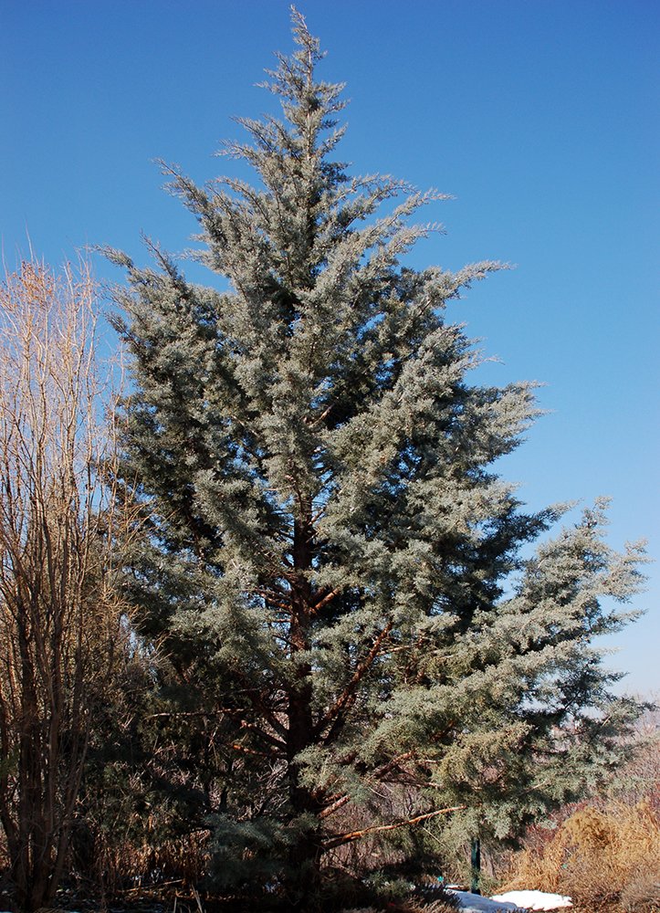 Cupressus arizonica 'Blue Pyramid' JWB.JPG