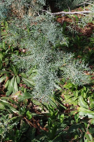 Cupressus arizonica 'Blue Pyramid' Leaves JWB18.JPG