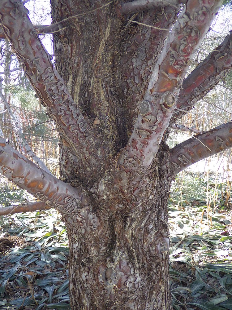 Cupressus arizonica 'Blue Pyramid' Trunk HMS16.JPG