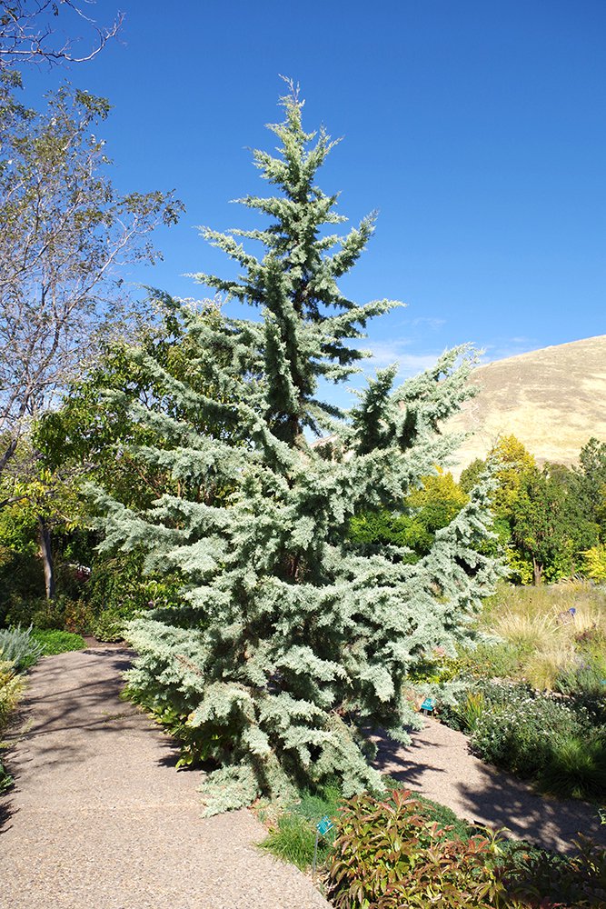 Cupressus arizonica 'Chaparral' Habit JWB17.JPG
