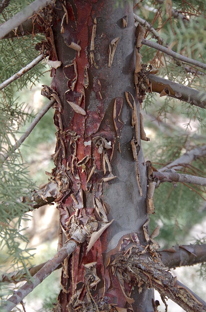Cupressus arizonica var. glabra 'Chaparral' Bark JMH17.JPG
