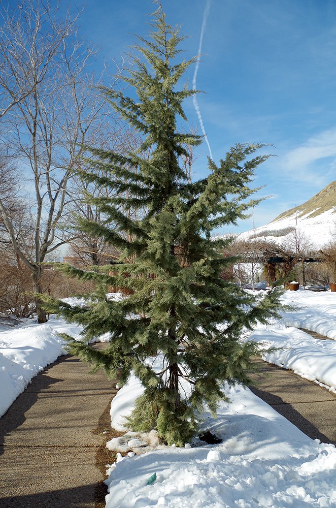 Cupressus arizonica var. glabra 'Chaparral' Habit HMS16.JPG