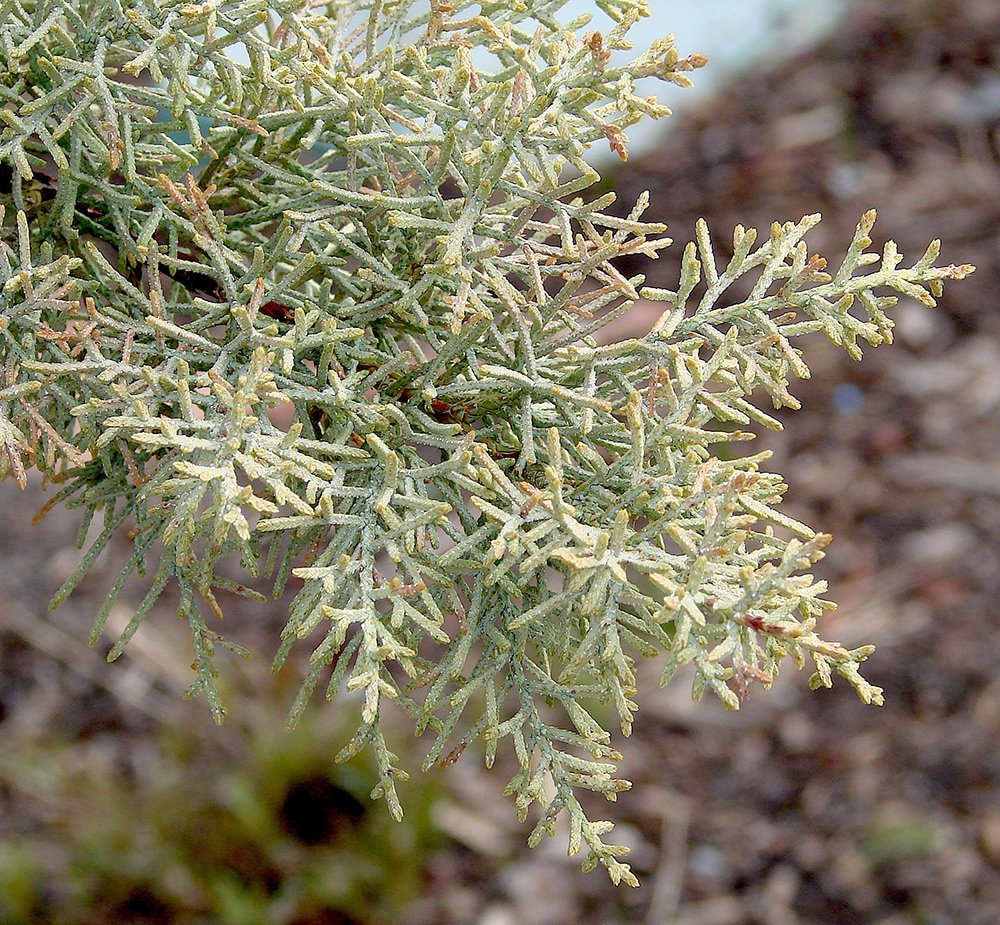 Cupressus arizonica var. glabra 'Chaparral' Leaves KA13.JPG