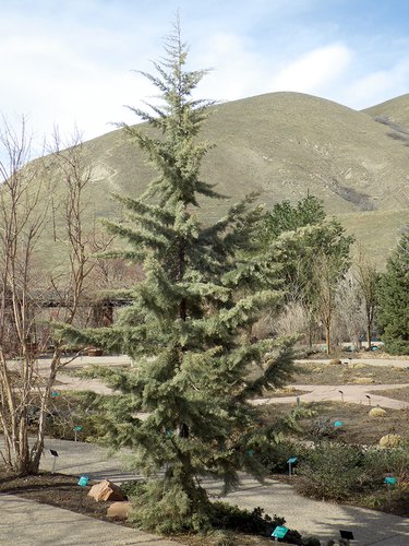 Cupressus arizonica var. glabra 'Chaparrel' Habit 1 JWB16.JPG