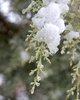 Cupressus arizonica var. glabra 'Chaparrel' Leaves and Snow JWB15.JPG