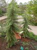 Cupressus glabra 'Chaparral' Habit First Season JWB12.JPG