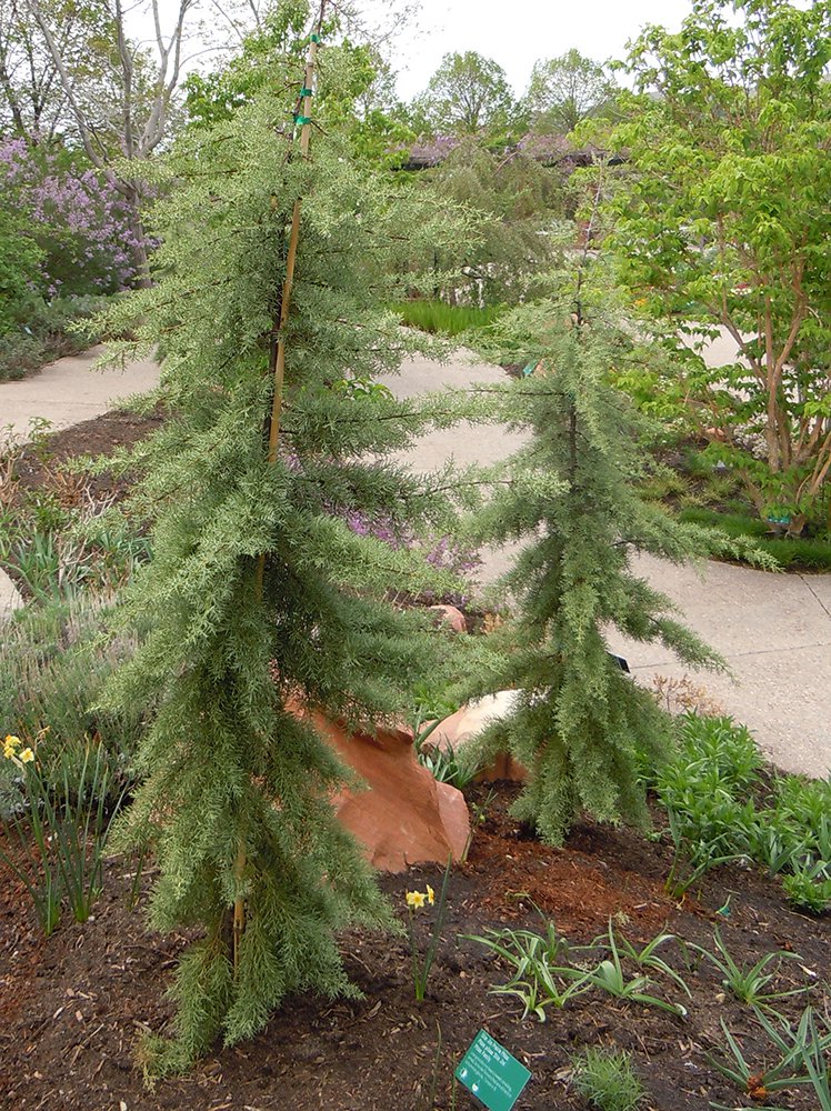 Cupressus glabra 'Chaparral' Habit First Season JWB12.JPG