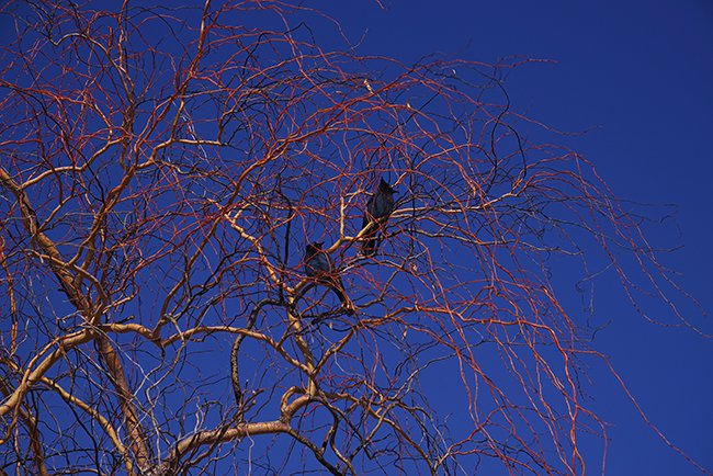 Cyanocitta-stelleri-(Steller&#x27;s-Jay)-Winter-HMS23