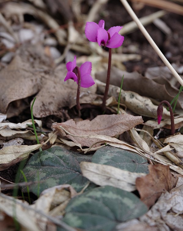 Cyclamen