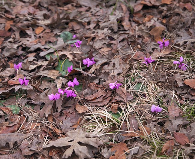 Cyclamen-coum-Habit-in-Flower-1-JWB23