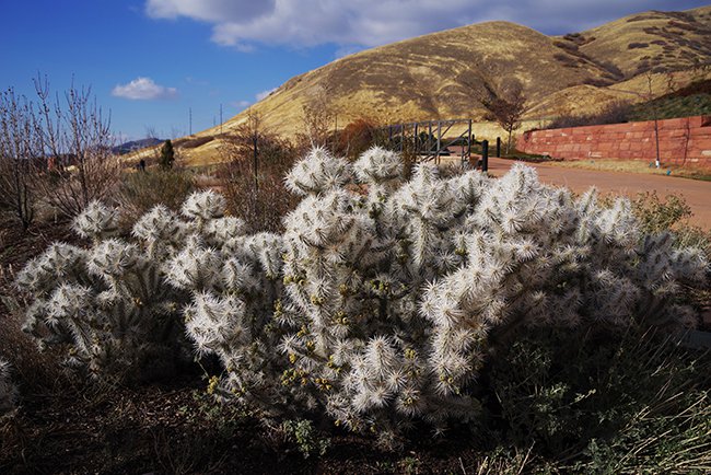 Cylindropuntia-&#x27;Snow-Leopard&#x27;-Habit-Fall-MAP22