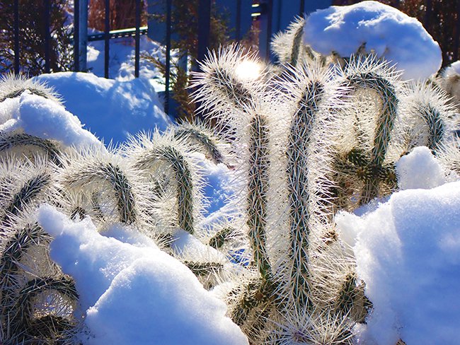 Cylindropuntia-&#x27;Snow-Leopard&#x27;-Winter-HMS21