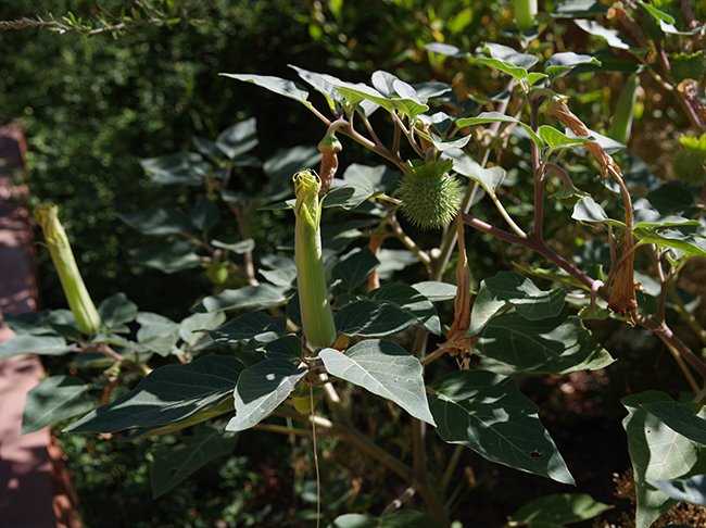 Datura-wrightii-Flower-Fruit-Summer-HMS22