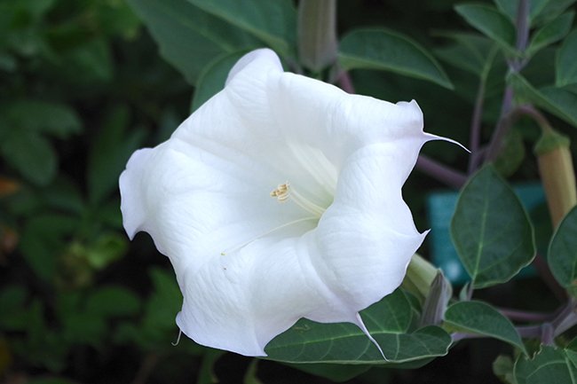 Datura-wrightii-Flower-Summer-HMS19