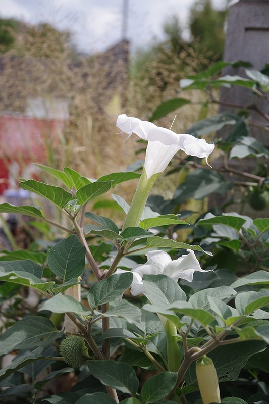 Datura-wrightii-Summer-HMS25