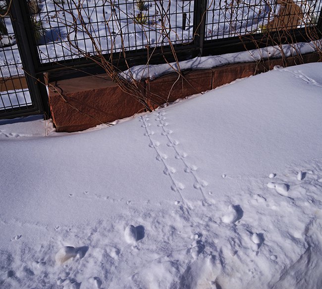 Deer-Mouse-Snow-Tracks-Winter-HMS23