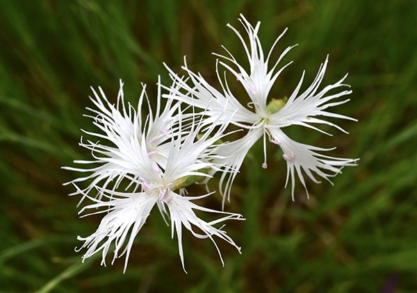 Dianthus-petraeus-ssp.-noeanus-Flowers-1-GLE24