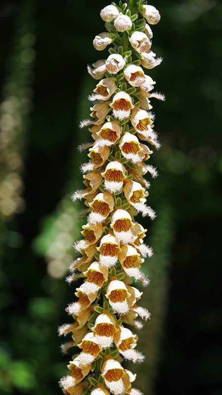Digitalis-lanata-Flower-Summer-HMS25