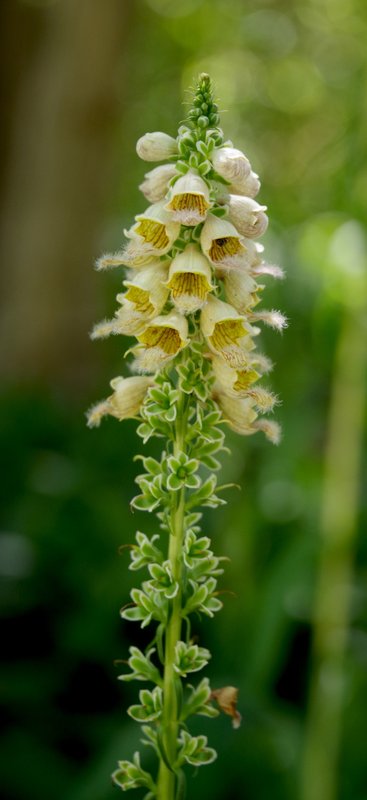 Digitalis-lanata-Summer-HMS23