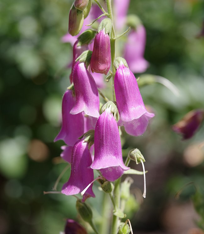 Digitalis-thaspi-&#x27;Spanish-Peaks-Flowers-1-JWB22