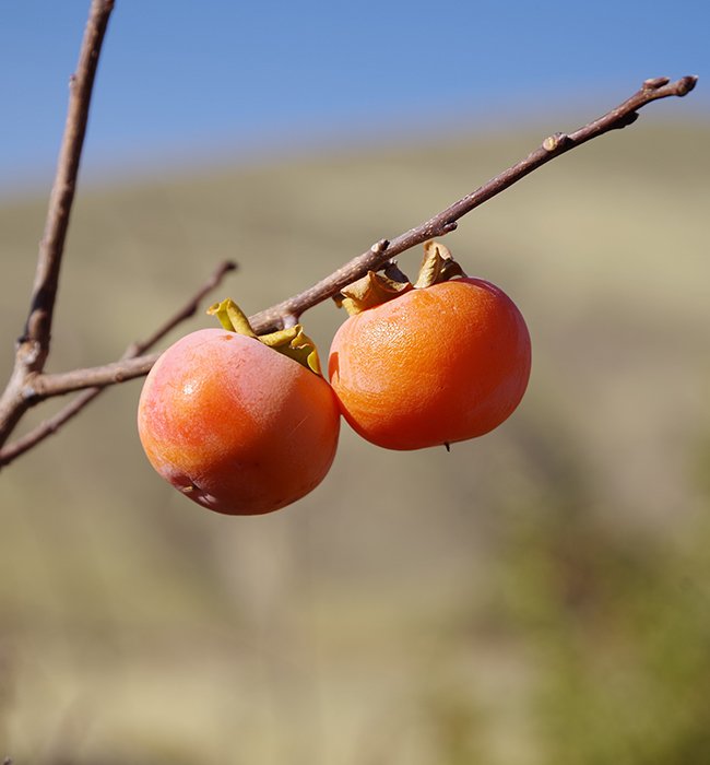 Diospyros-&#x27;Rosseyanka&#x27;-Fruits-1-JWB23