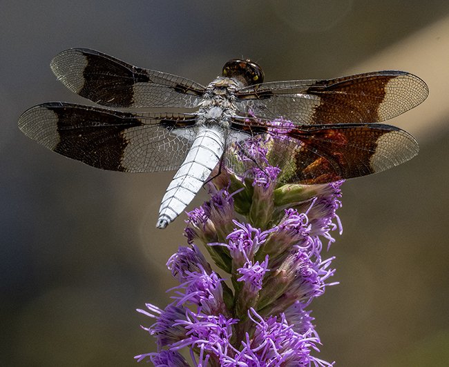 Dragonfly
