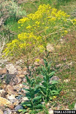 Dyers Woad in flower