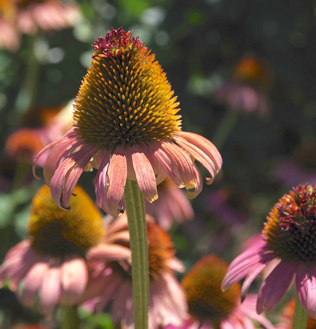 Echinacea-&#x27;Evan-Saul&#x27;-Flowers-1-JWB22