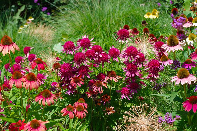 Echinacea-purpurea-&#x27;Pink-Double-Delight&#x27;-Flowers-HMS21.jpg
