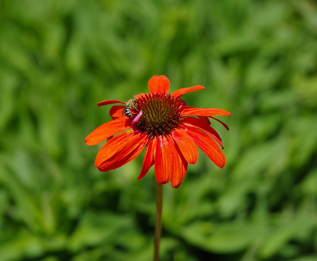 Echinacea-purpurea-'Tiki-Torch'-Flower-Summer-HMS25