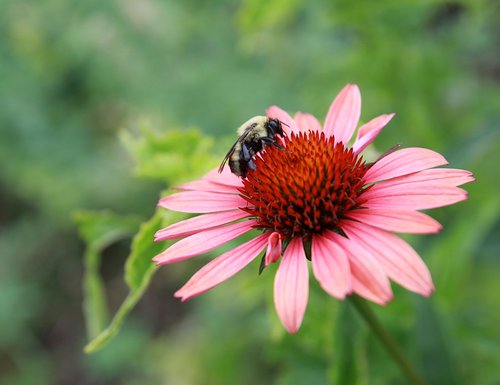 Pink echinacea flower with a bee