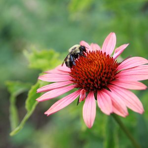 Pink echinacea flower with a bee