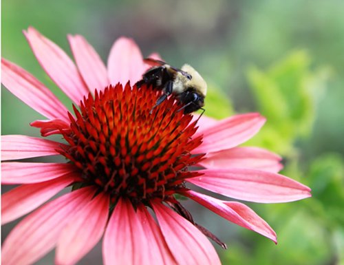 Echinacea CBG Cone 3 Flower Pollinator SQS14 BB.jpg