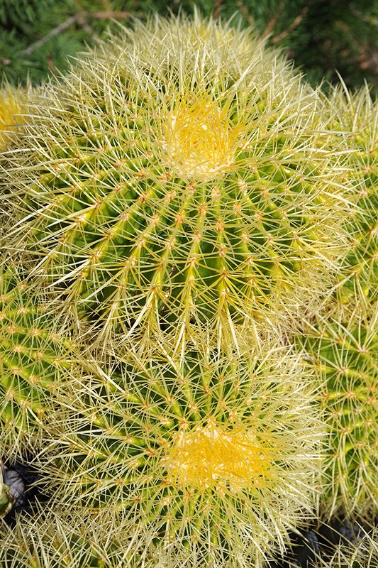 Echinocactus-grosonii-Habit-1-JWB24