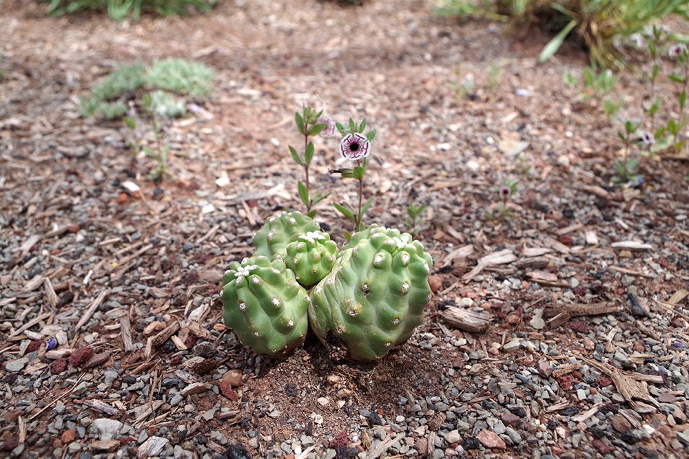 Echinocereus-triglochidiatus-var-inermis-Habit-1-MJD19.JPG