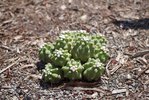 Echinocereus triglochidiatus v. inermis SM17.JPG