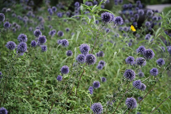 Echinops-&#x27;Blue-Glow&#x27;-Summer-HMS25