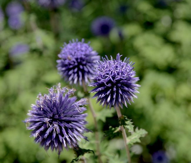 Echinops-ritro-Summer-HMS23