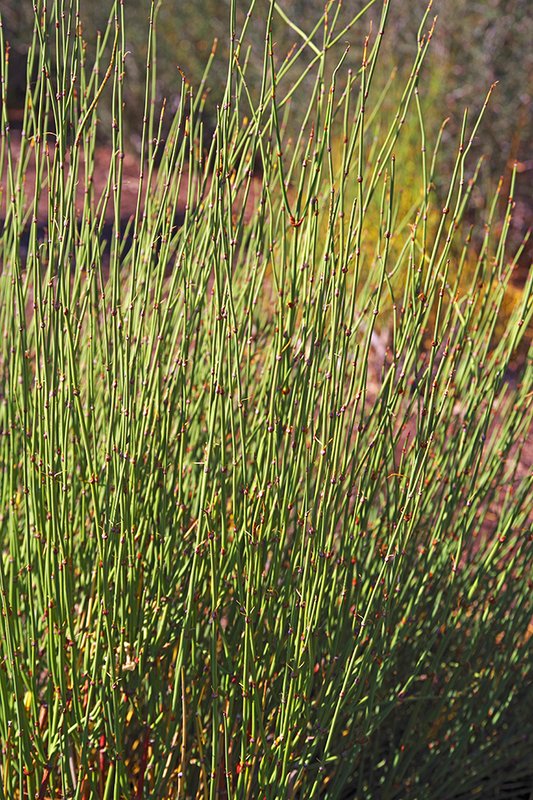 Ephedra-viridis-Stems-1-JWB22