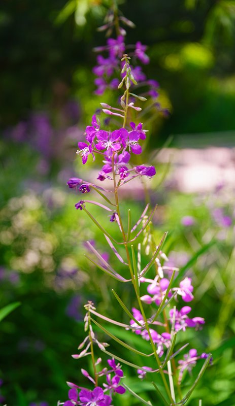 Epilobium-angustifolium-Summer-HMS25