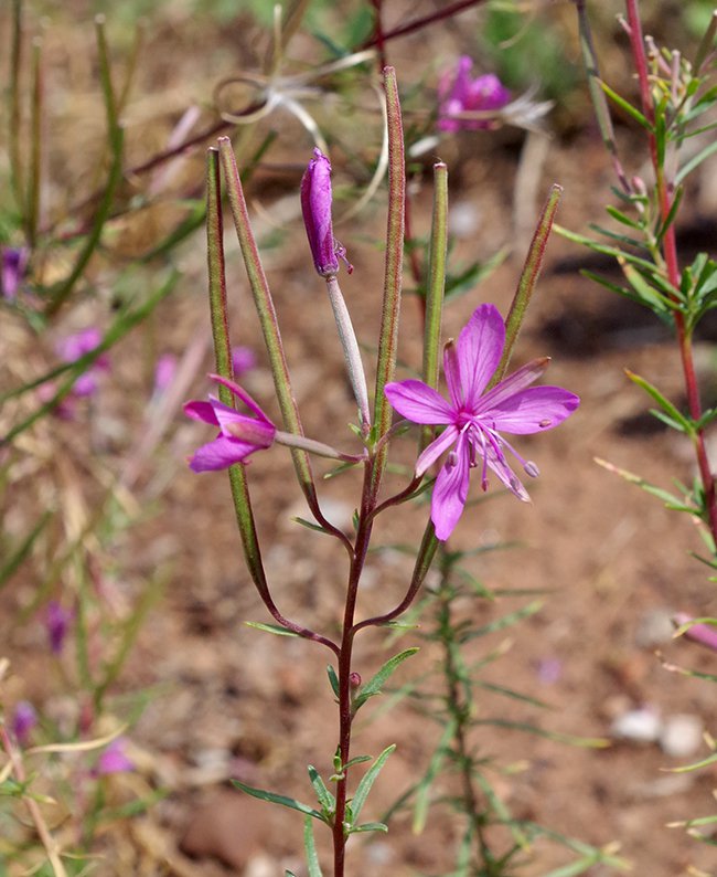 Epilobium-fleischeri-Flower-2-JWB21.JPG