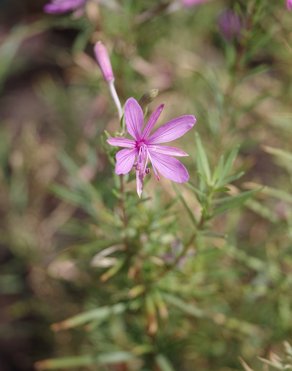 Epilobium-fleisheri-Flower-2-JWB24