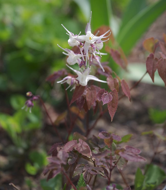 Epimedium-grandiflorum-&#x27;White-Queen&#x27;-Flowers-3-JWB23