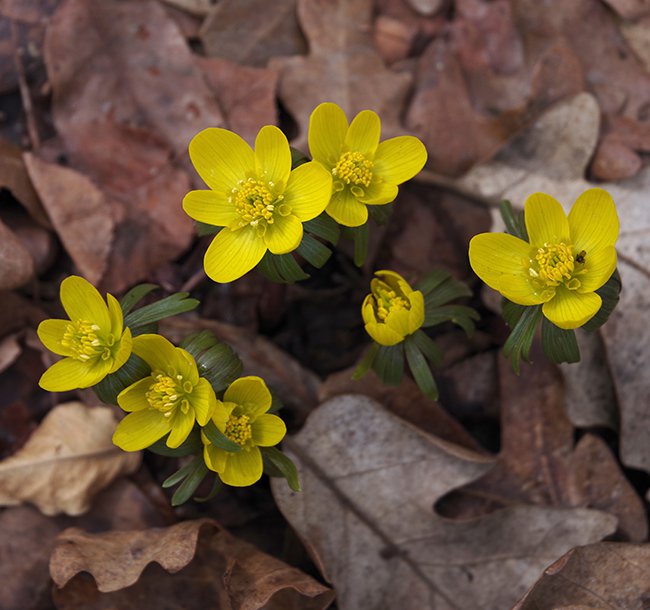 Eranthis-hyemalis-Habit-In-Bloom-2-JWB23